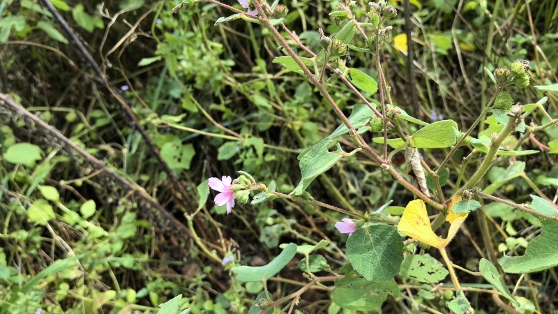 地桃花