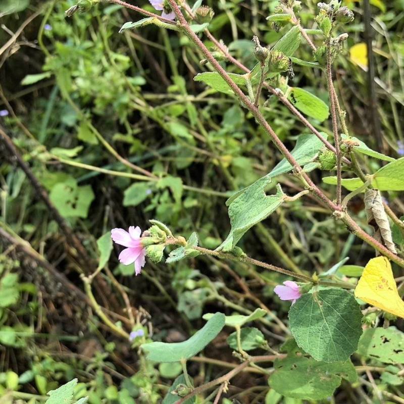 地桃花