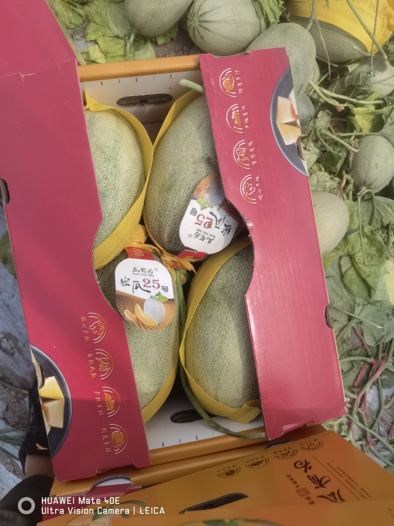 海南晓蜜二十五号哈密瓜大量上市，欢迎各位老板电话联系