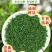 包邮）绿茶2024新茶茶叶高山云雾绿茶明前新茶散浓香型