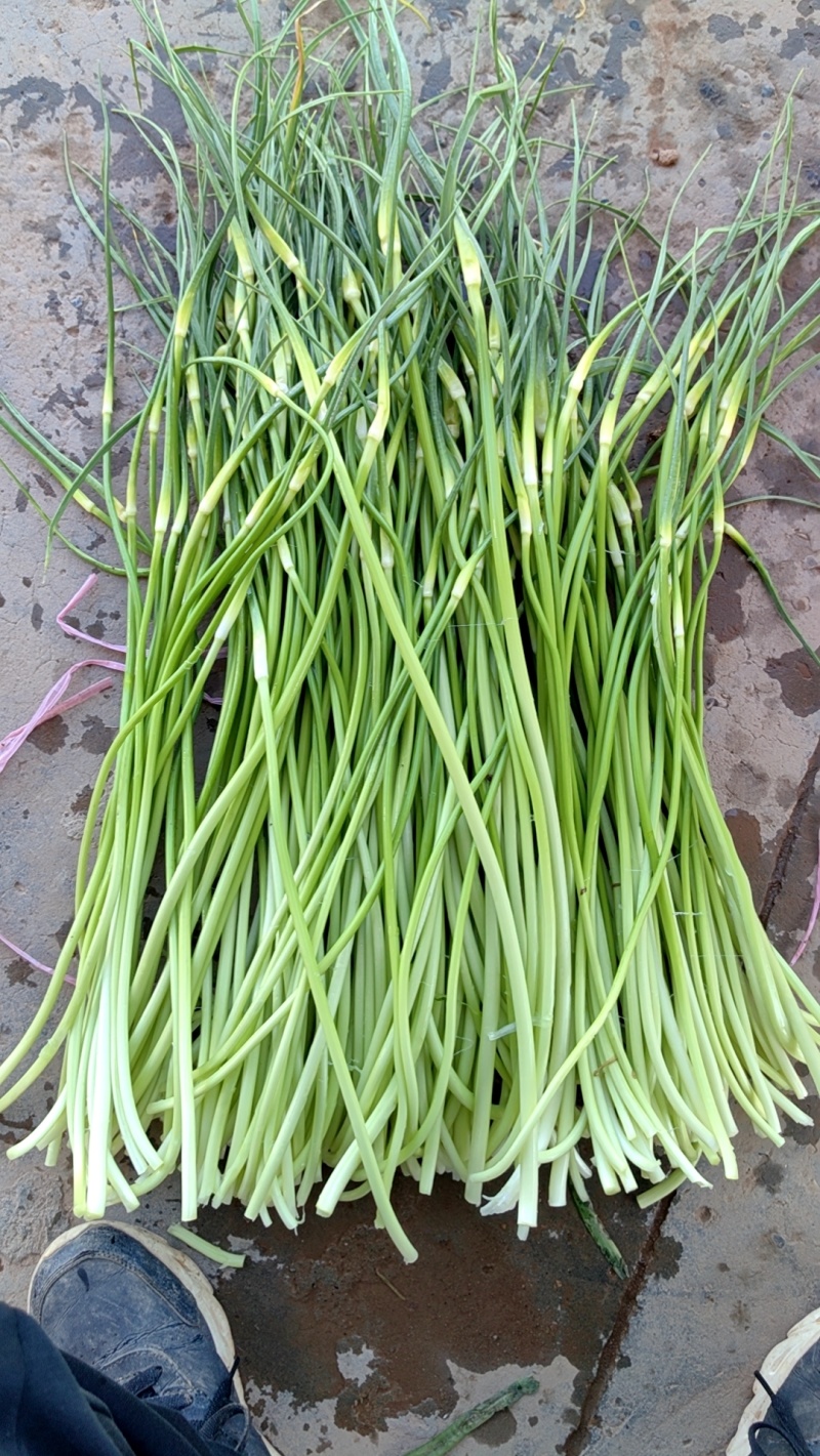 蒜苔白红帽蒜苔产地现摘现发欢迎来电订购，保质保量