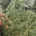 新鲜苜蓿草，营养丰富，品质保证，快来选购！