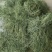 新鲜苜蓿草，营养丰富，品质保证，快来选购！