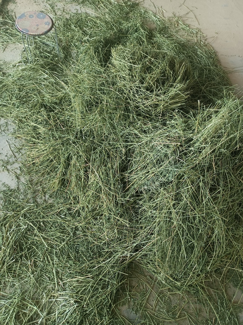 新鲜苜蓿草，营养丰富，品质保证，快来选购！