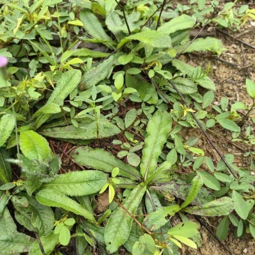 潮汕青草新鲜采摘墨旱莲草车前草叶下红溪黄地胆头等