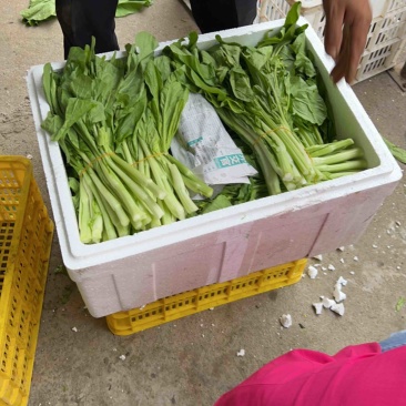 湖北精品白菜，当天才当天发质量，有保证长期合作。