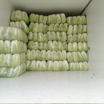 山东玲珑黄大白菜北京新三号白菜，一手货源质量好