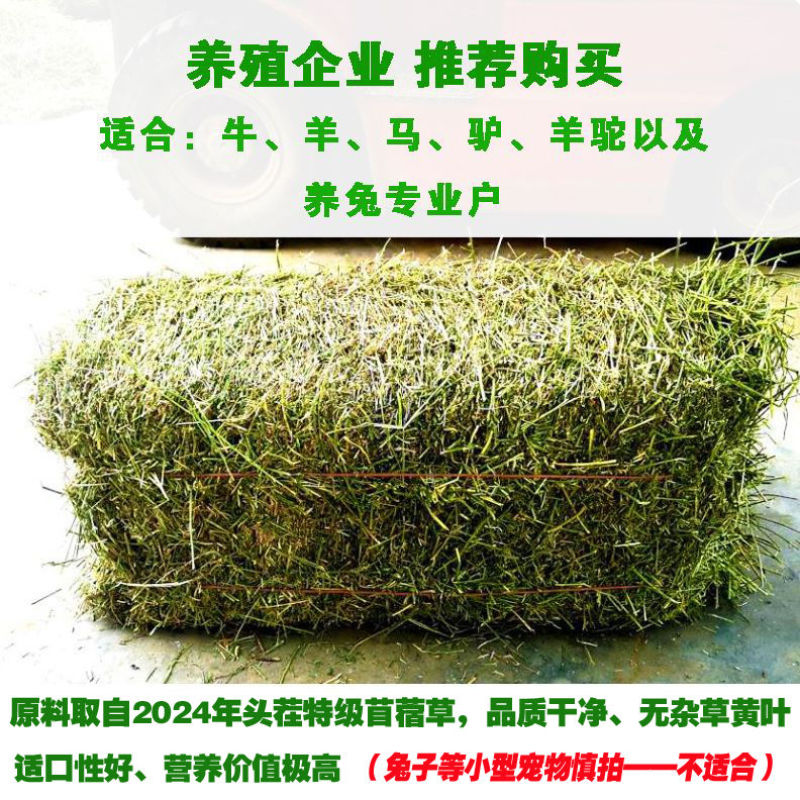 24年新鲜小捆紫花苜蓿草牛羊马驴羊驼饲草料原产地发货批发
