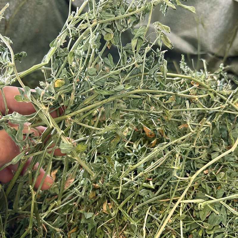 24年新鲜小捆紫花苜蓿草牛羊马驴羊驼饲草料原产地发货批发
