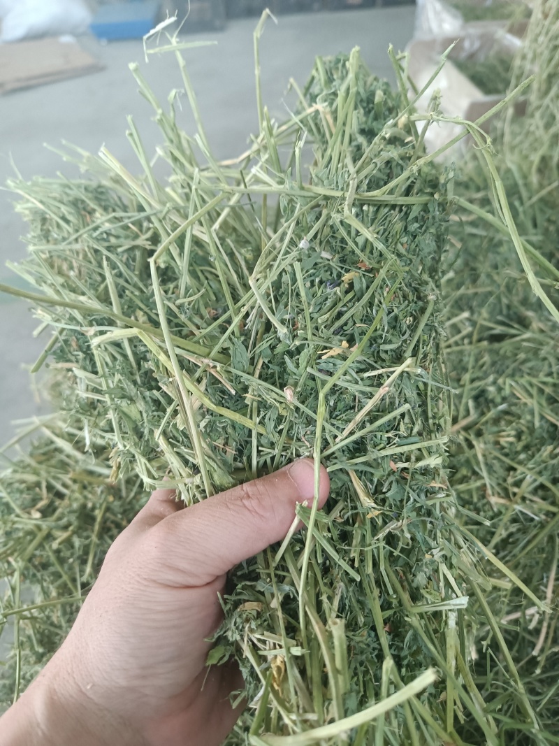 24年新鲜小捆紫花苜蓿草牛羊马驴羊驼饲草料原产地发货批发