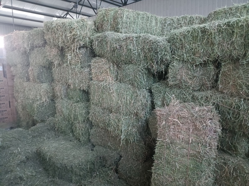 24年新鲜小捆紫花苜蓿草牛羊马驴羊驼饲草料原产地发货批发