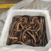 湖北黄鳝土黄鳝鳝鱼规格齐全产地直供货源充足欢迎咨询