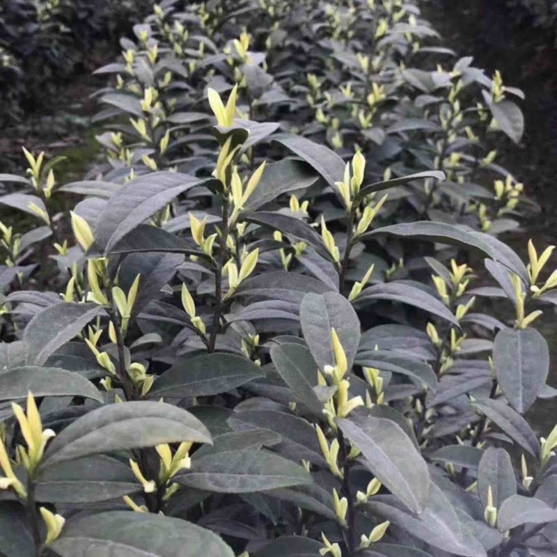 七彩生态农业优质奶白茶苗基地直发品质保证