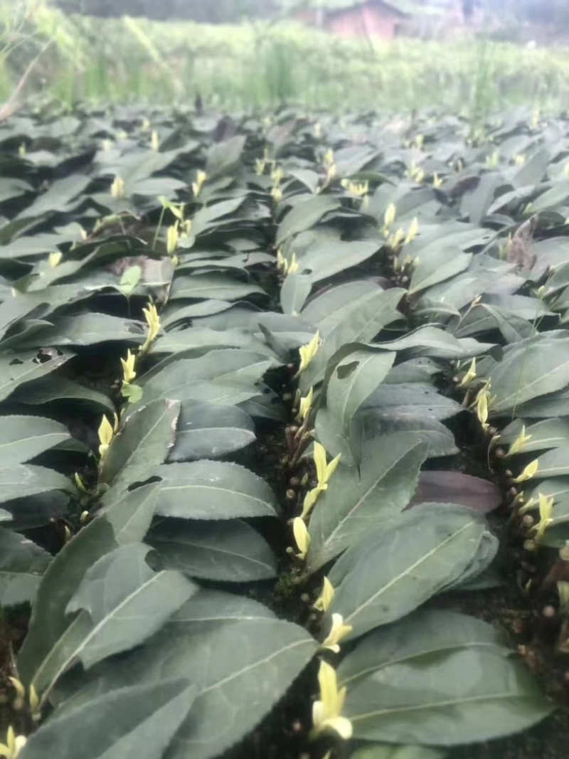 七彩生态农业优质奶白茶苗基地直发品质保证