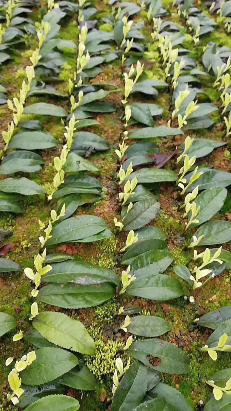 七彩生态农业优质奶白茶苗基地直发品质保证
