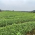 七彩生态农业优质奶白茶苗基地直发品质保证