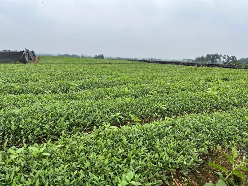 七彩生态农业优质奶白茶苗基地直发品质保证