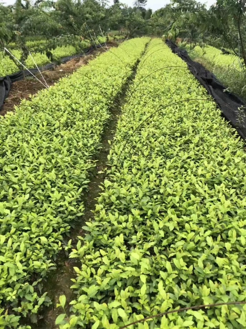 七彩生态农业优质奶白茶苗基地直发品质保证