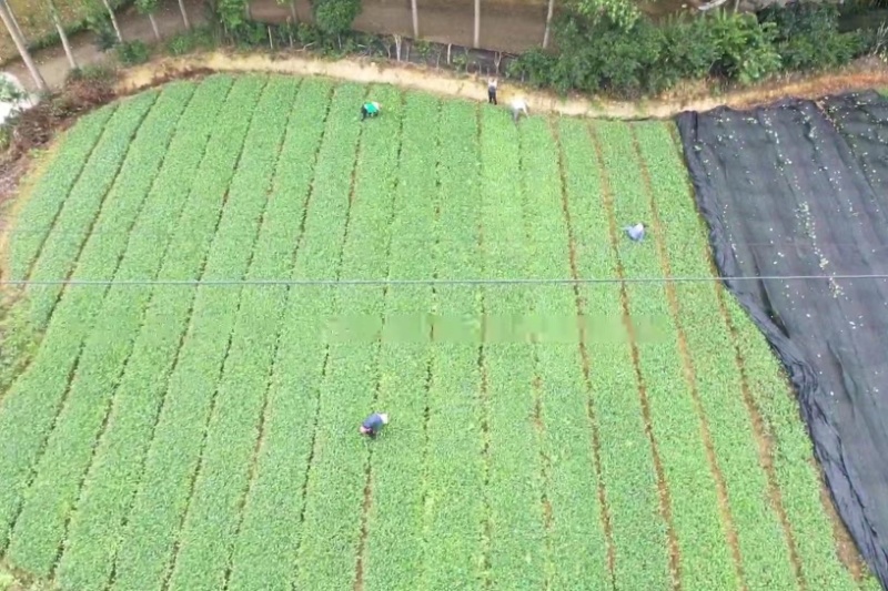 七彩生态农业优质奶白茶苗基地直发品质保证