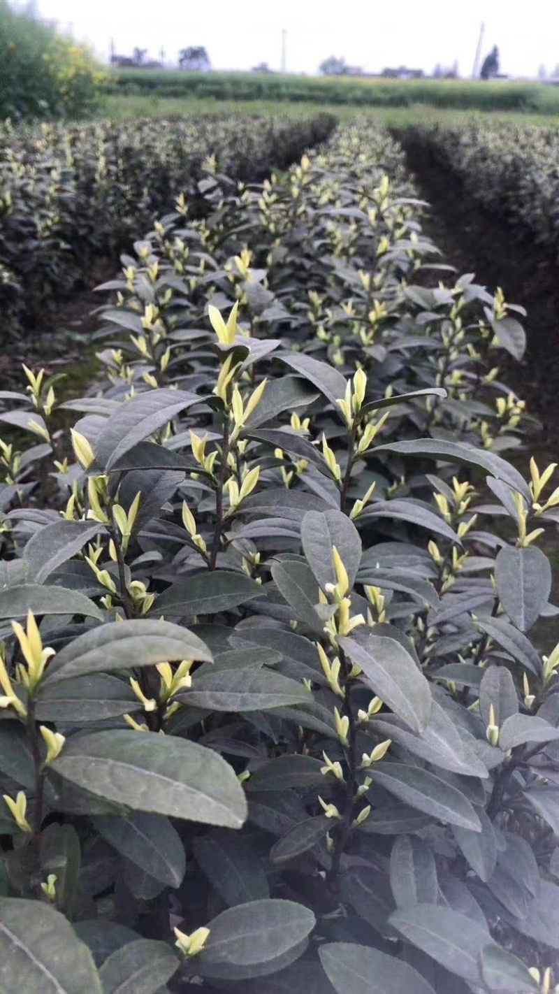 七彩生态农业优质奶白茶苗基地直发品质保证