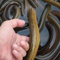 湖北黄鳝土黄鳝鳝鱼规格齐全一手货源货源充足