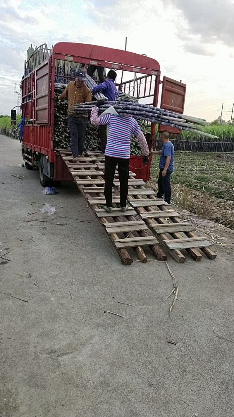 广西阳朔产地黑皮甘蔗