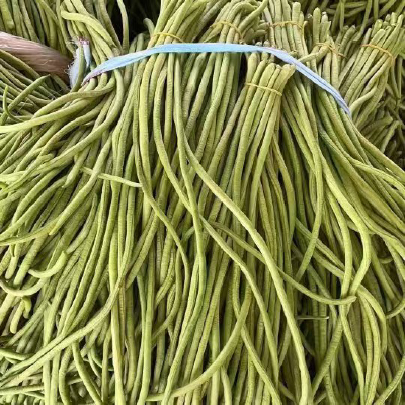 【精品长豆角】上市，品质优良，货源充足，无虫，一手货源。