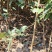 山楂苗广西山楂苗青果山楂苗
