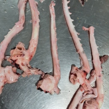 猪心管猪副产品大量有货欢迎来电咨询洽谈合作