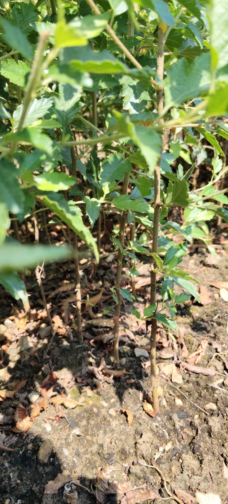 山楂苗广西山楂苗青果山楂苗
