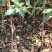 山楂苗广西山楂苗青果山楂苗