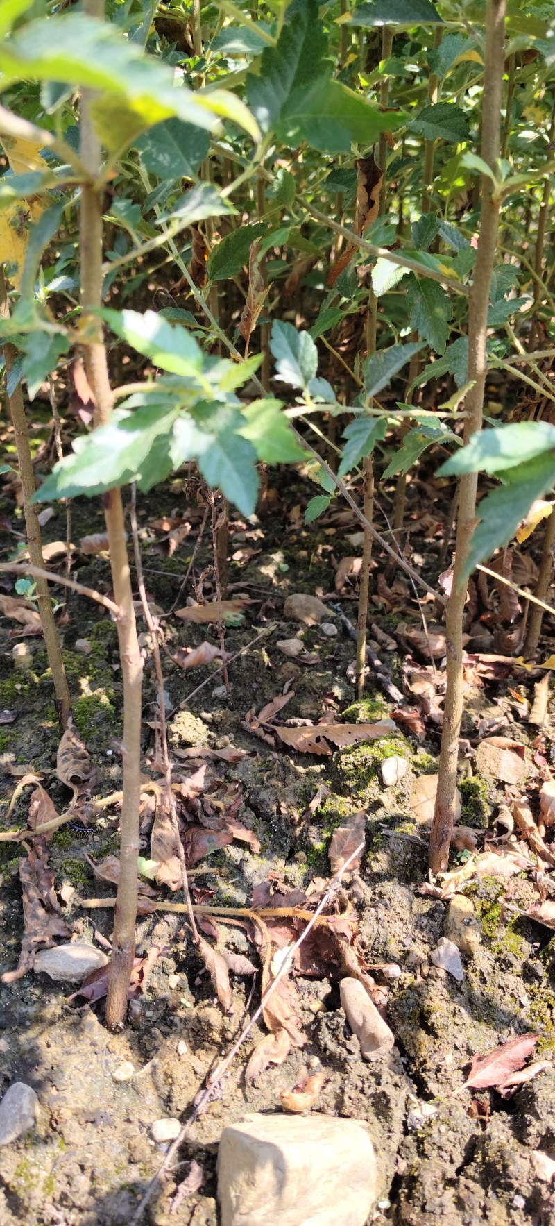 山楂苗广西山楂苗青果山楂苗