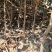 山楂苗广西山楂苗青果山楂苗