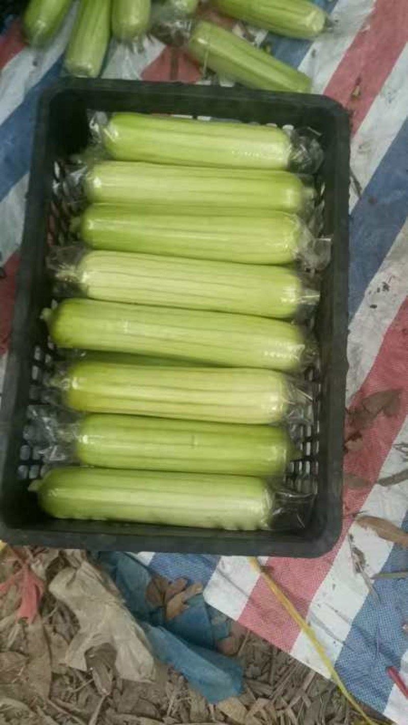 精品白玉丝瓜