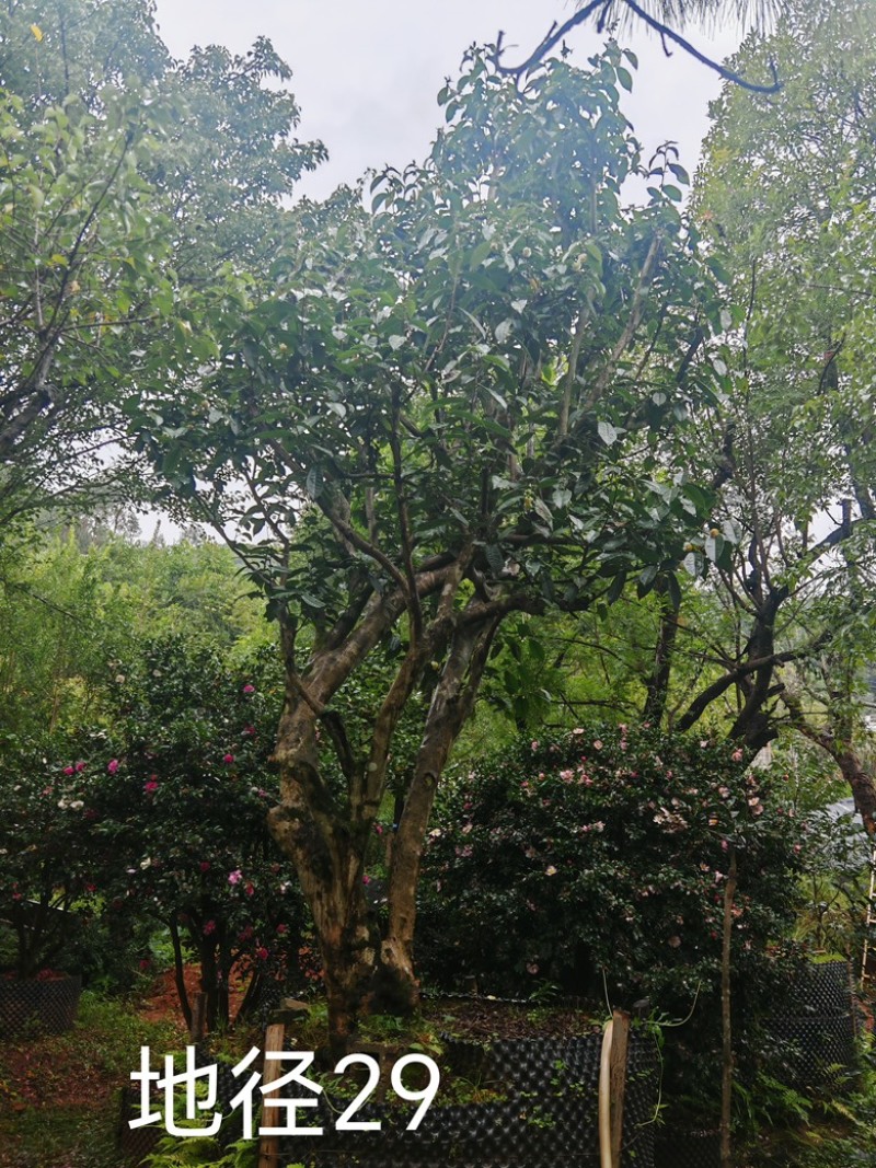 古茶树，300年古茶树，大茶树，100年以上的大茶树