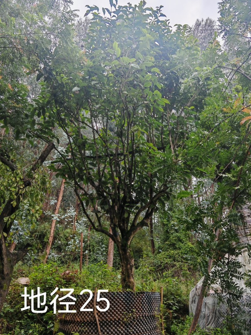 古茶树，300年古茶树，大茶树，100年以上的大茶树