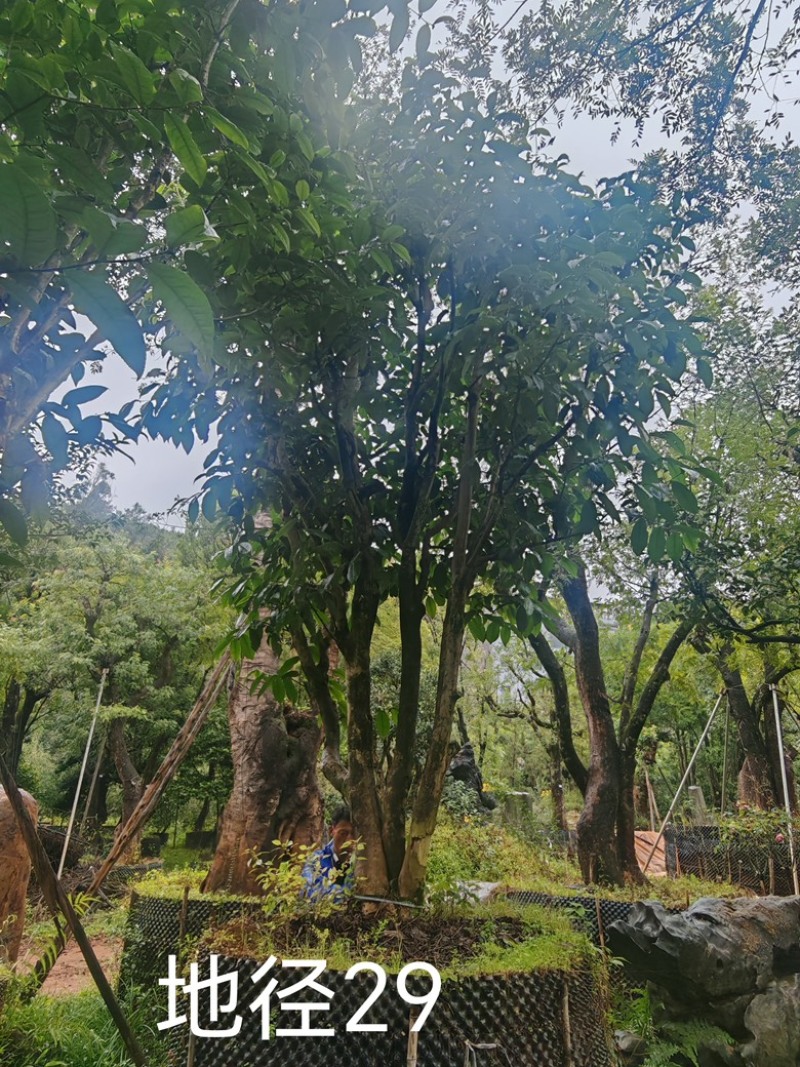 古茶树，300年古茶树，大茶树，100年以上的大茶树
