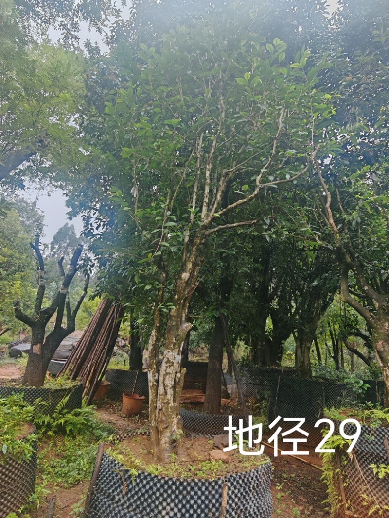 古茶树，300年古茶树，大茶树，100年以上的大茶树