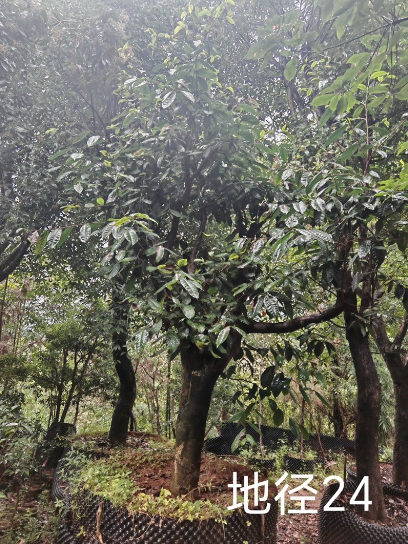 古茶树，300年古茶树，大茶树，100年以上的大茶树