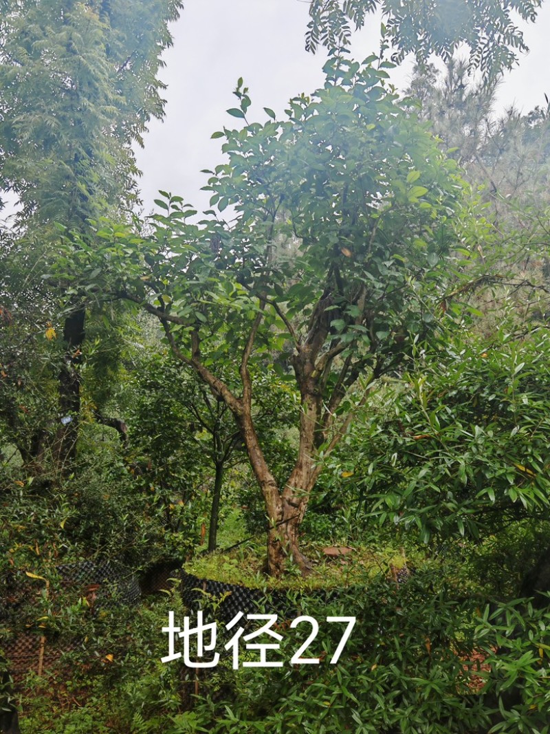 古茶树，300年古茶树，大茶树，100年以上的大茶树