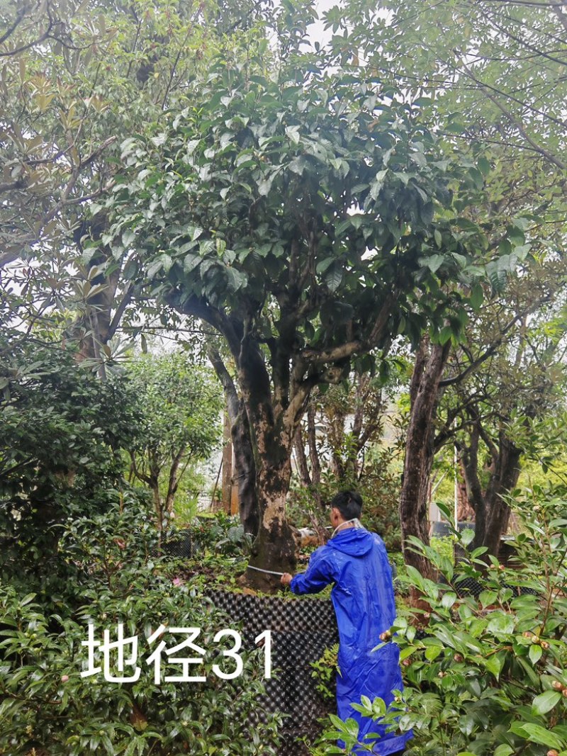 古茶树，300年古茶树，大茶树，100年以上的大茶树