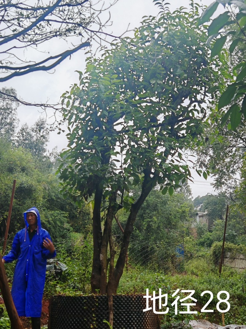 古茶树，300年古茶树，大茶树，100年以上的大茶树