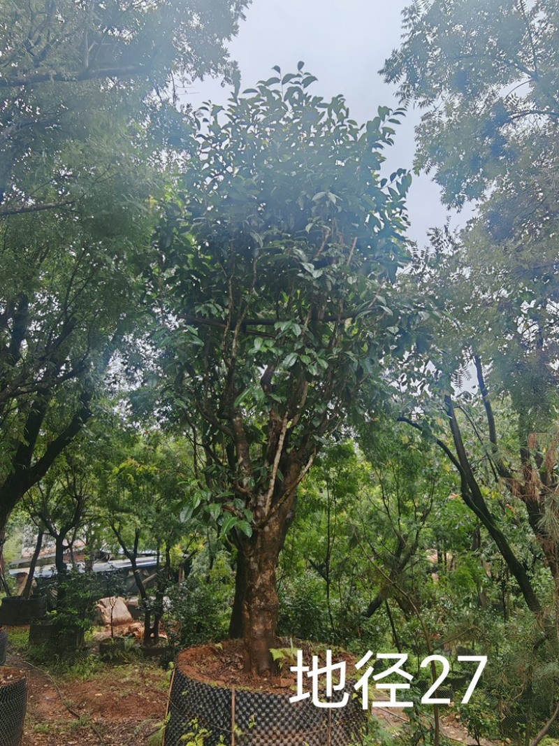古茶树，300年古茶树，大茶树，100年以上的大茶树
