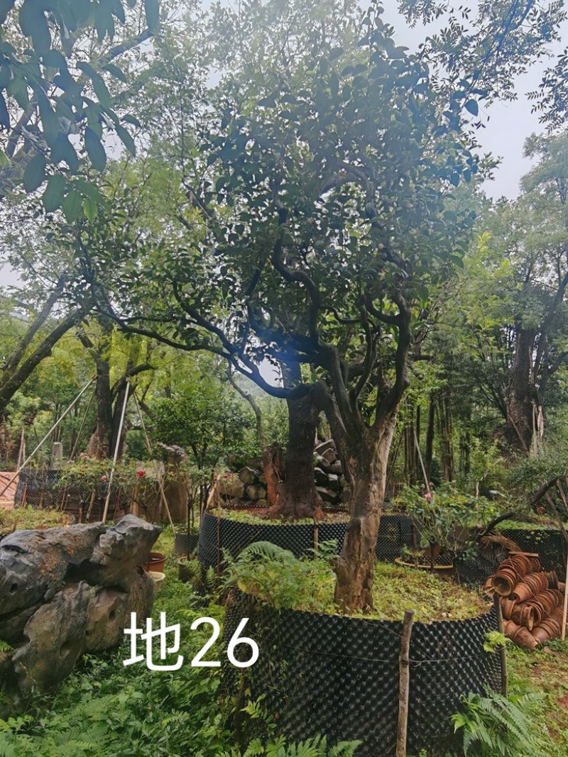 古茶树，300年古茶树，大茶树，100年以上的大茶树