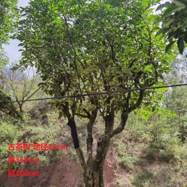 古茶树，300年古茶树，大茶树，100年以上的大茶树