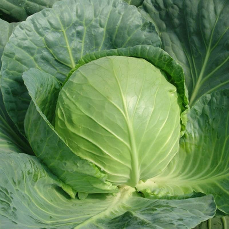 洋白菜圆包中甘甘蓝一手货源量大从优可视频看货