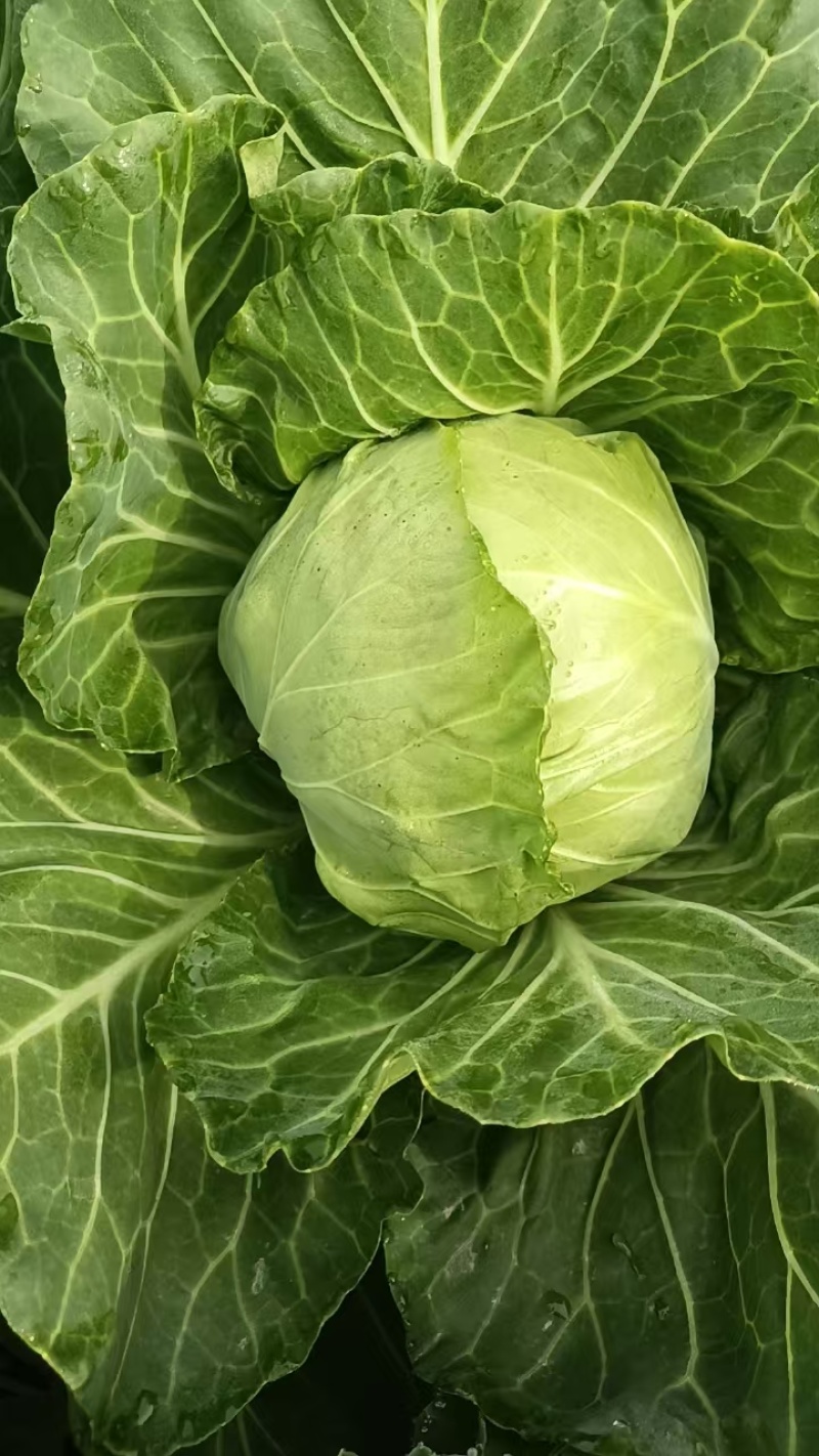 洋白菜圆包中甘甘蓝一手货源量大从优可视频看货