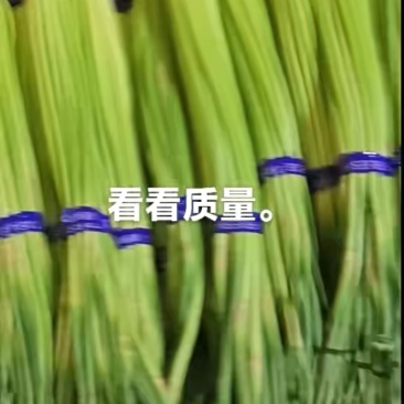 精品小红帽蒜苔