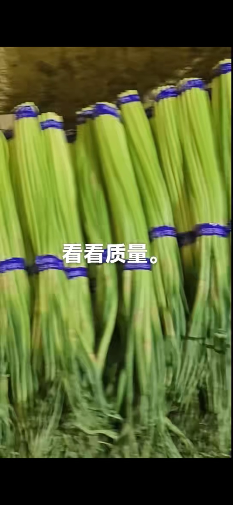 精品小红帽蒜苔