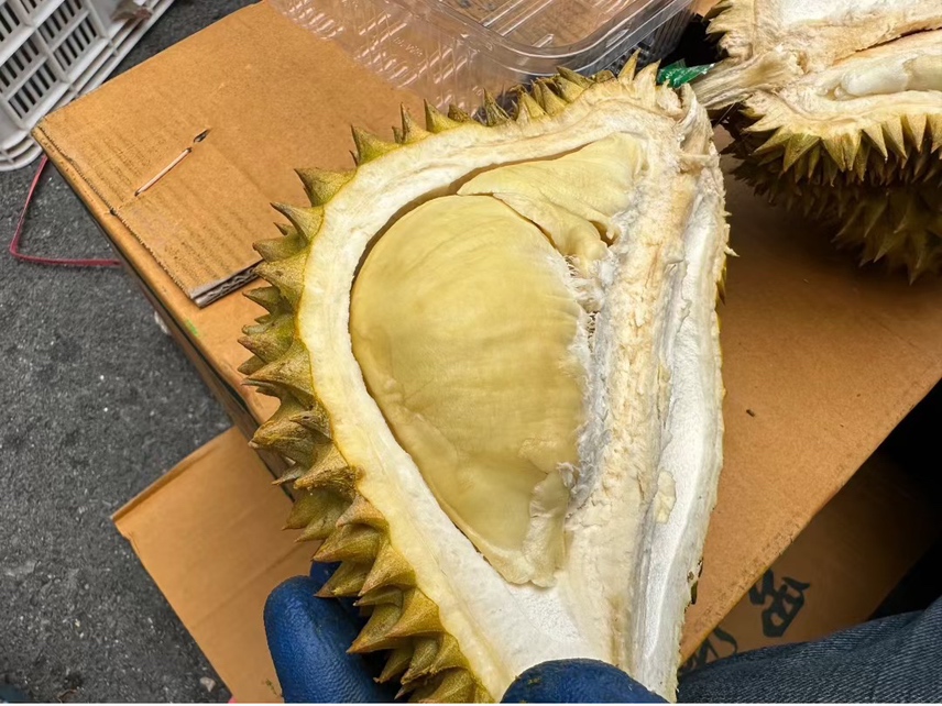 一颗被纵向剖开的金枕榴莲,展示其内部三室结构,淡黄色果肉饱满紧实,包裹着深棕色种子,果壳内壁有纤维状膜,整体干净无黑斑或液体渗出 金枕榴莲内部结构剖面图